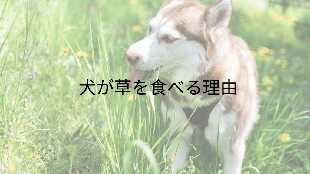 犬が草を食べる理由とその対処法