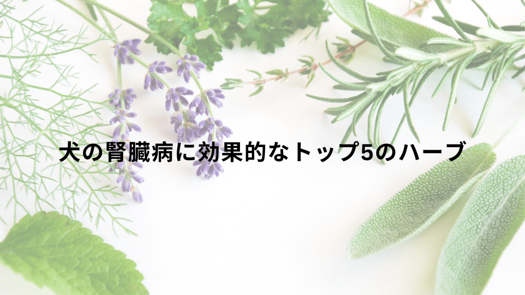 犬の腎臓病に効果的なトップ5のハーブ